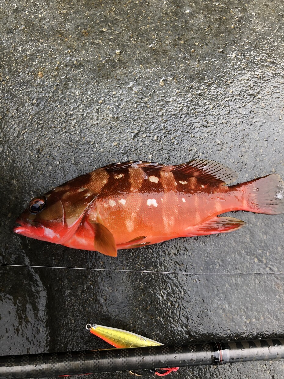 熱海、伊東周辺の釣りをガイドします お一人様からファミリーまで、全て対応させて頂きます イメージ1