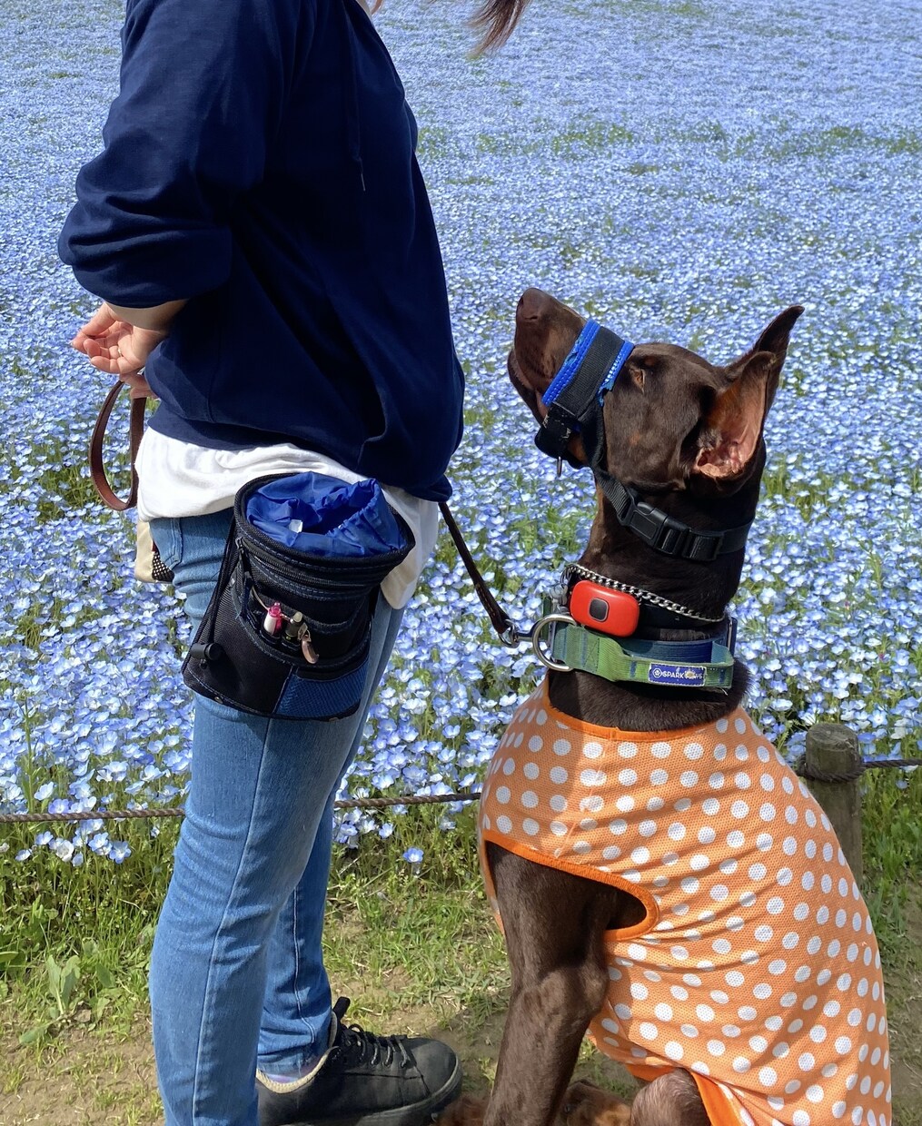 子犬を迎える前後の不安、まるごと先回り解決します 現役ドッグトレーナーが子犬を家族に迎える前の不安お聞きします イメージ2