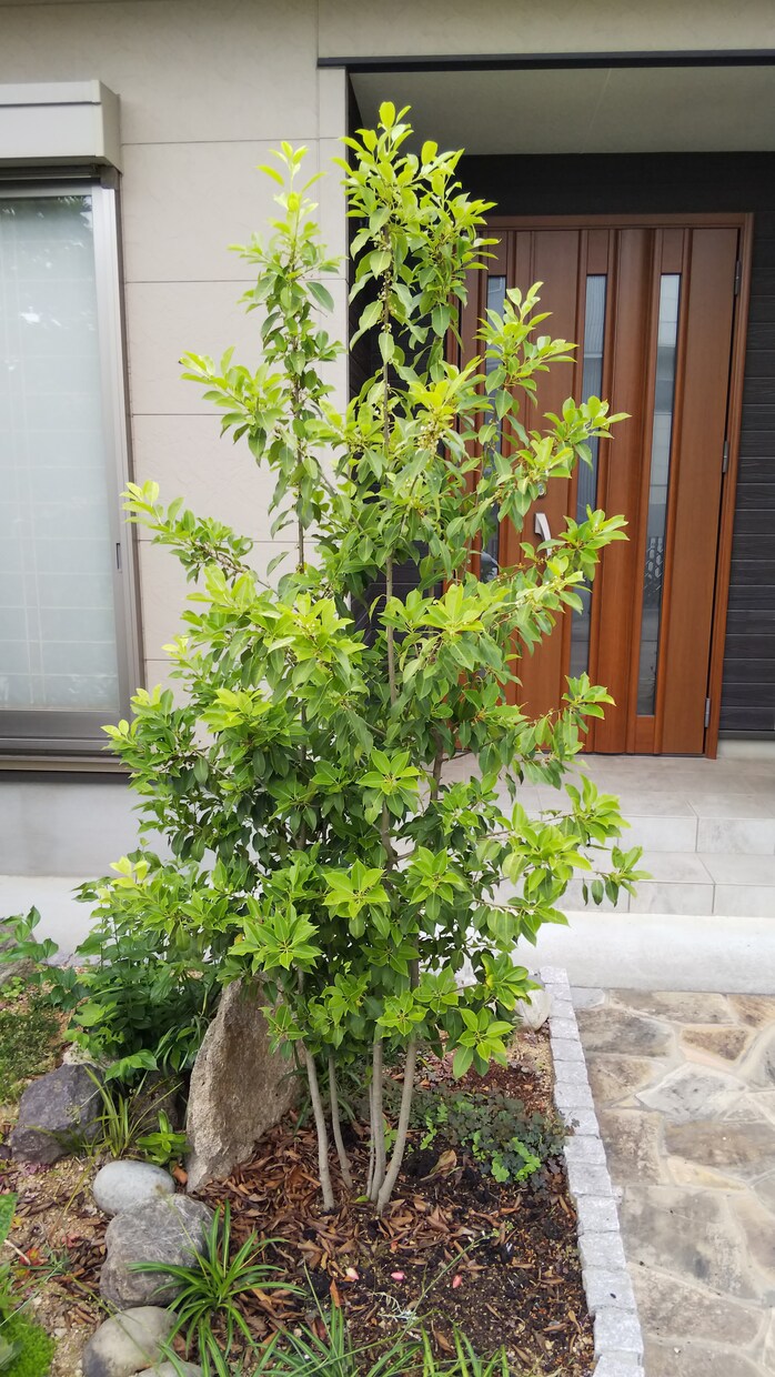 私が自分なりに良いと思う植木を伝えます 植木、グランドカバーが好きで、自分で植木を植えようと思う方 イメージ1