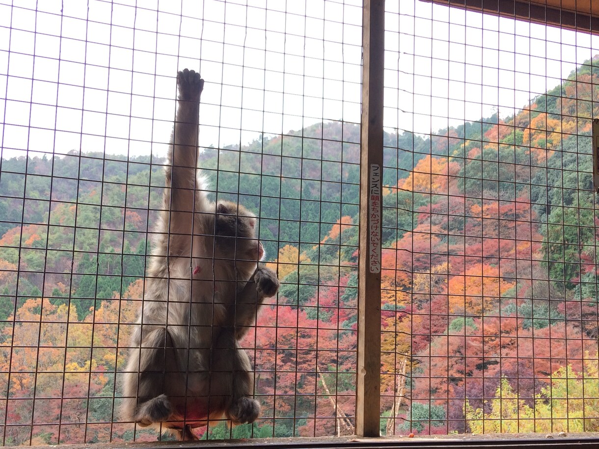 あなたの京都観光をとびっきり楽しい時間にします 学生によるゆったりまったり京都観光案内 イメージ3