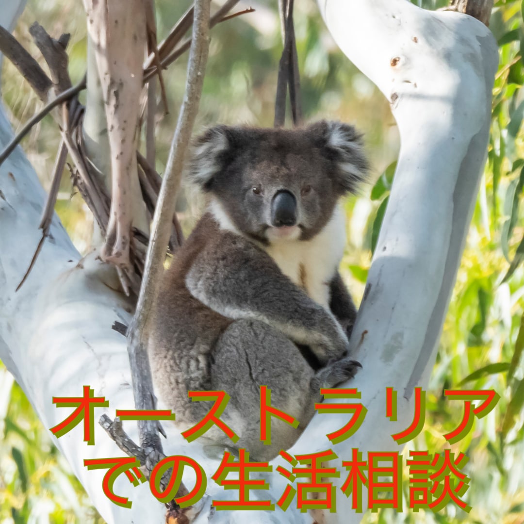 オーストラリアでの生活についての相談を賜わります 子供4人連れてオーストラリアに2年半滞在の経験から イメージ1
