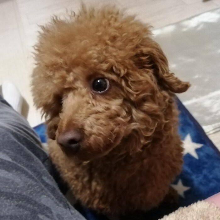 犬に関するご相談。甘噛みやトイレのしつけ等々。ます 犬を飼う前に犬も飼い主も不幸にならないために知っておきたい。 イメージ7