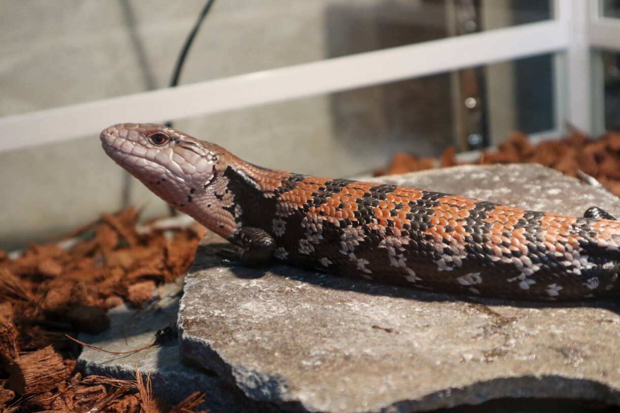 爬虫類（レオパ、アオジタ）の飼育方法教えます 〜爬虫類を初めて飼ってみたい人、飼育初心者の為の飼育方法〜 イメージ3