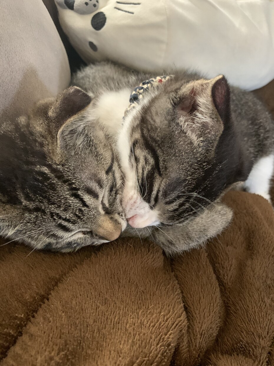 子猫のゴロゴロ音差し上げます 二匹の猫のうち一匹、または二匹のゴロゴロ音を差し上げます！ イメージ2