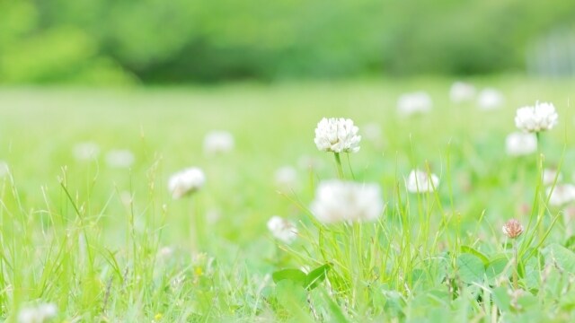 英語・外国人・海外についての疑問承ります 英語や外国人についてのご相談お任せ下さい ⸜( ˊᵕˋ )⸝ イメージ8