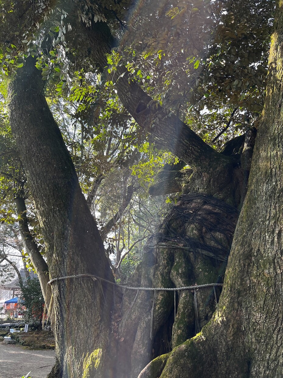効果抜群！京都の復縁神社へ代行参拝いたします 知る人ぞ知る復縁神社に、貴方の代わりに参拝いたします！ イメージ2