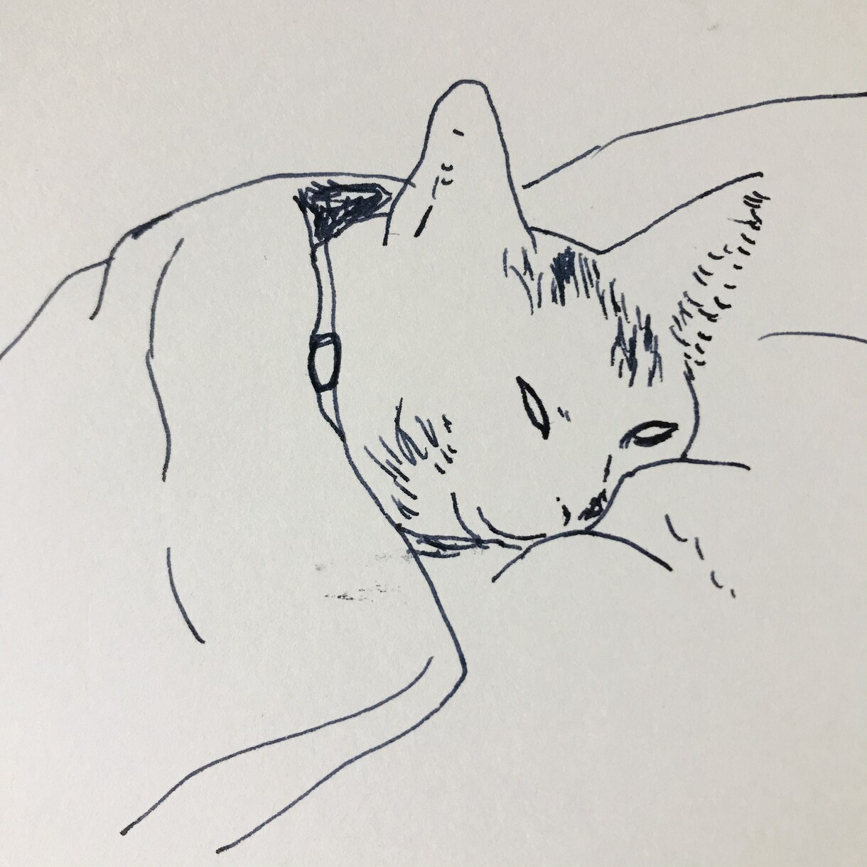 色んな猫　描きます ご自身のペット似顔絵・アイコン、猫好きの方に♡ イメージ5