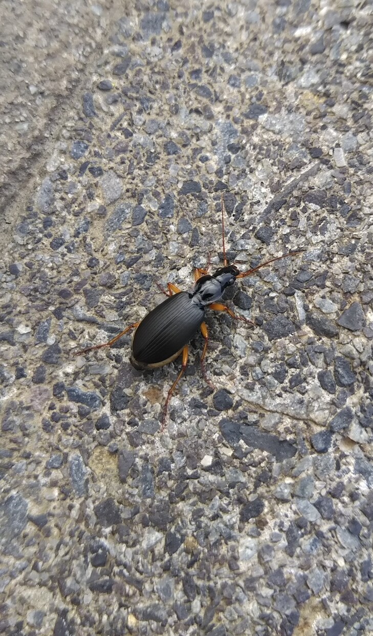 爬虫類、両生類、昆虫等 飼育初心者の相談に乗ります 爬虫類,両生類、昆虫、奇蟲の飼育など、飼育歴30年以上です。 イメージ9