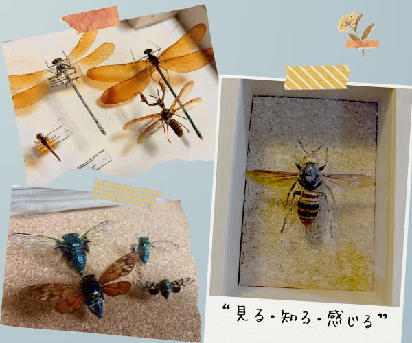 フルオーダーメイドで『昆虫標本』つくります 世界にひとつだけ。記録と記憶に残るをお手伝い♪ イメージ3