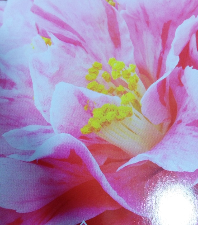 あなたの恋愛運upさせます 思いが通じる！ラッキーなお花と画像メッセージをお伝えします。 イメージ2
