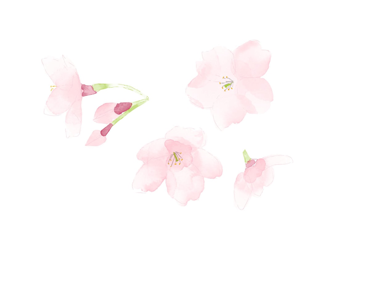 桜のイラストを描きます 想いが咲く、桜の一枚をお手元に イメージ2