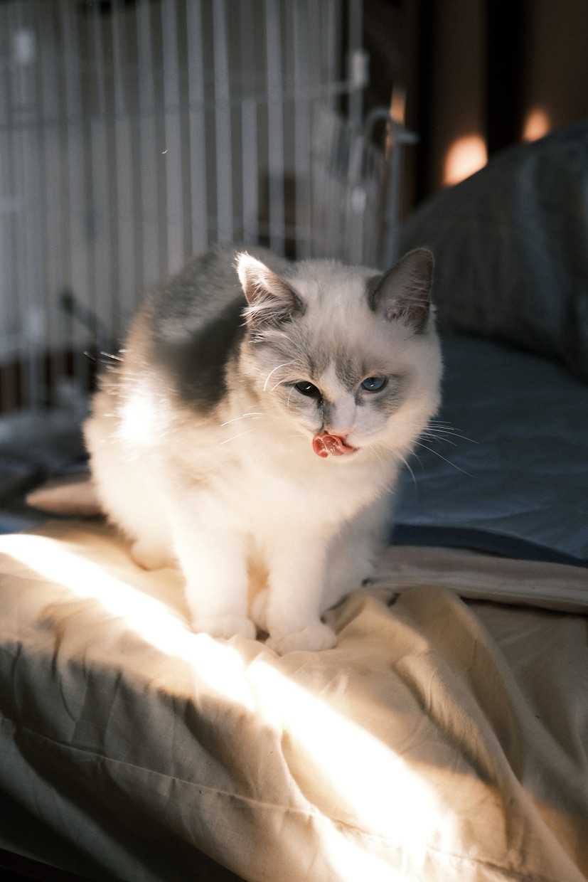 ペットの可愛い瞬間を出張撮影いたします 猫2匹と暮らすカメラマンがペットの記念撮影を行います！ イメージ10