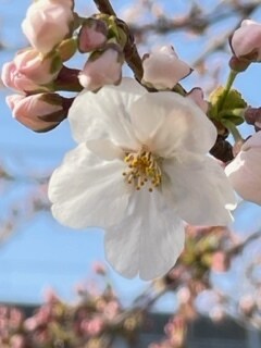 ゆるーく“収入を生み出す”方法ます 誰も教えない秘密のノウハウ！ 0⇒1へ1歩踏み出すチャンス！ イメージ2