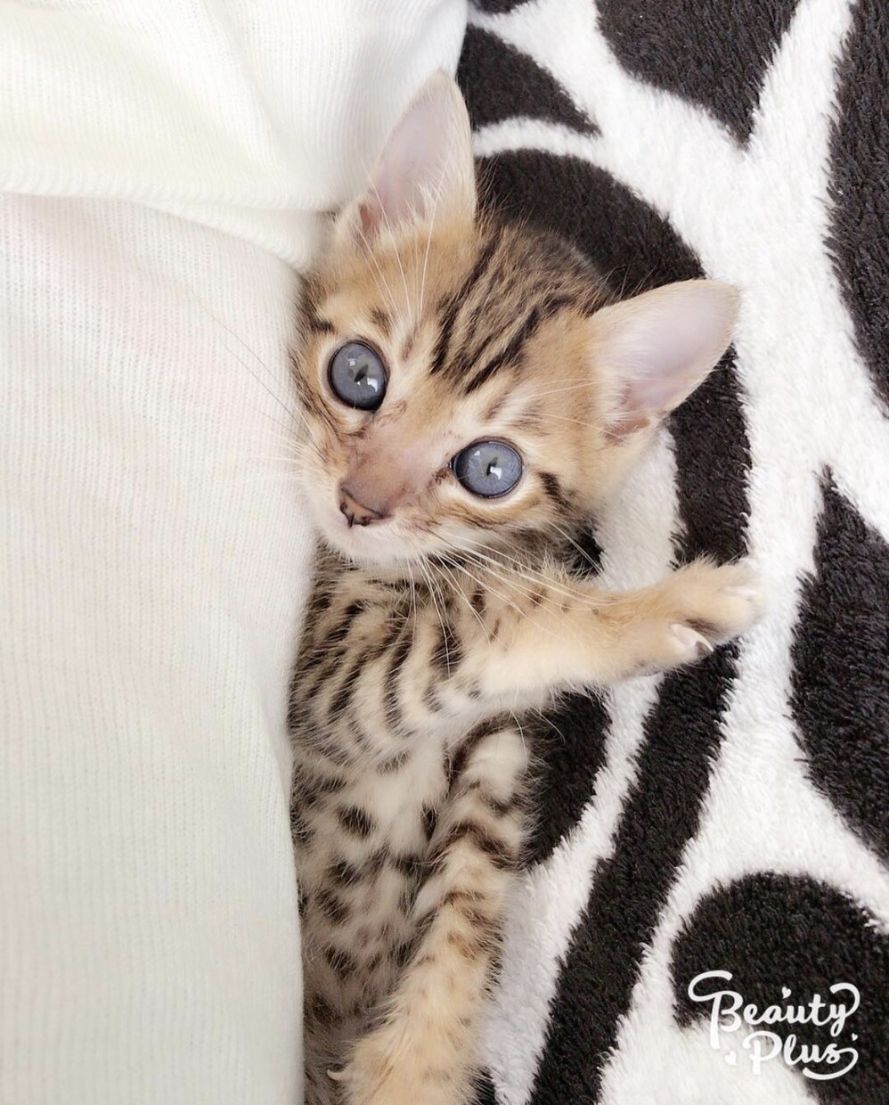 猫の飼い方、猫との暮らし、ご相談に応じます 猫を初めて飼う方や猫に関しての生活の疑問 イメージ1
