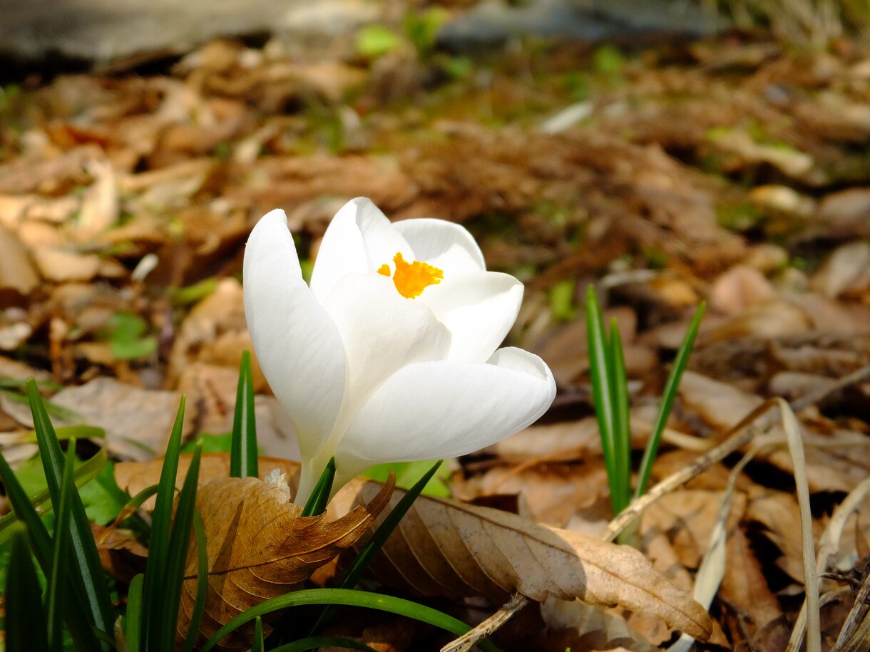 お花の撮り方お教えします 綺麗な花を撮ってもなんかイマイチだなと思ってるあなたへ イメージ2