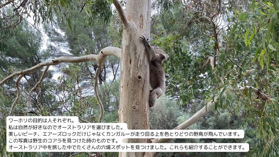 オーストラリアワーホリの相談に乗ります ただの大学生が5ヵ所の職場で得た経験を全てお伝えします イメージ3