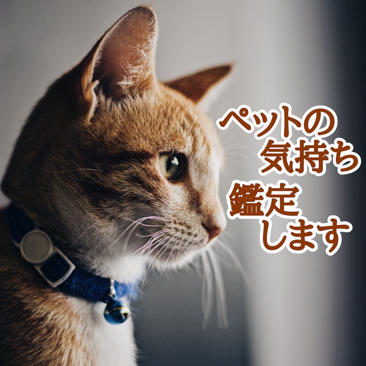 ペットの気持ち、鑑定します 一緒に暮らしているワンちゃん、猫ちゃんの気持ちタロット占い イメージ1