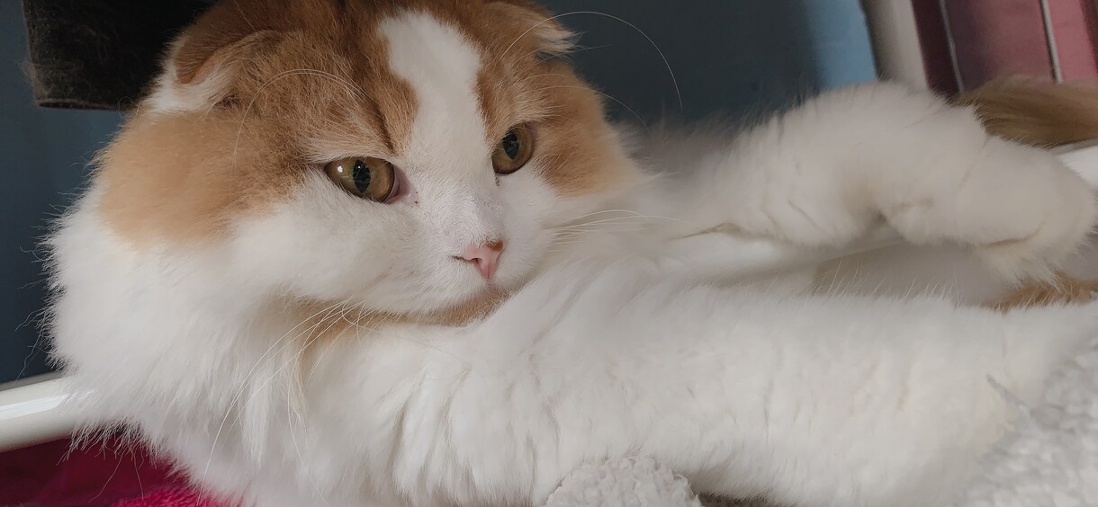 猫ちゃんの写真提供します スコティッシュのフリー画像提供！ イメージ1