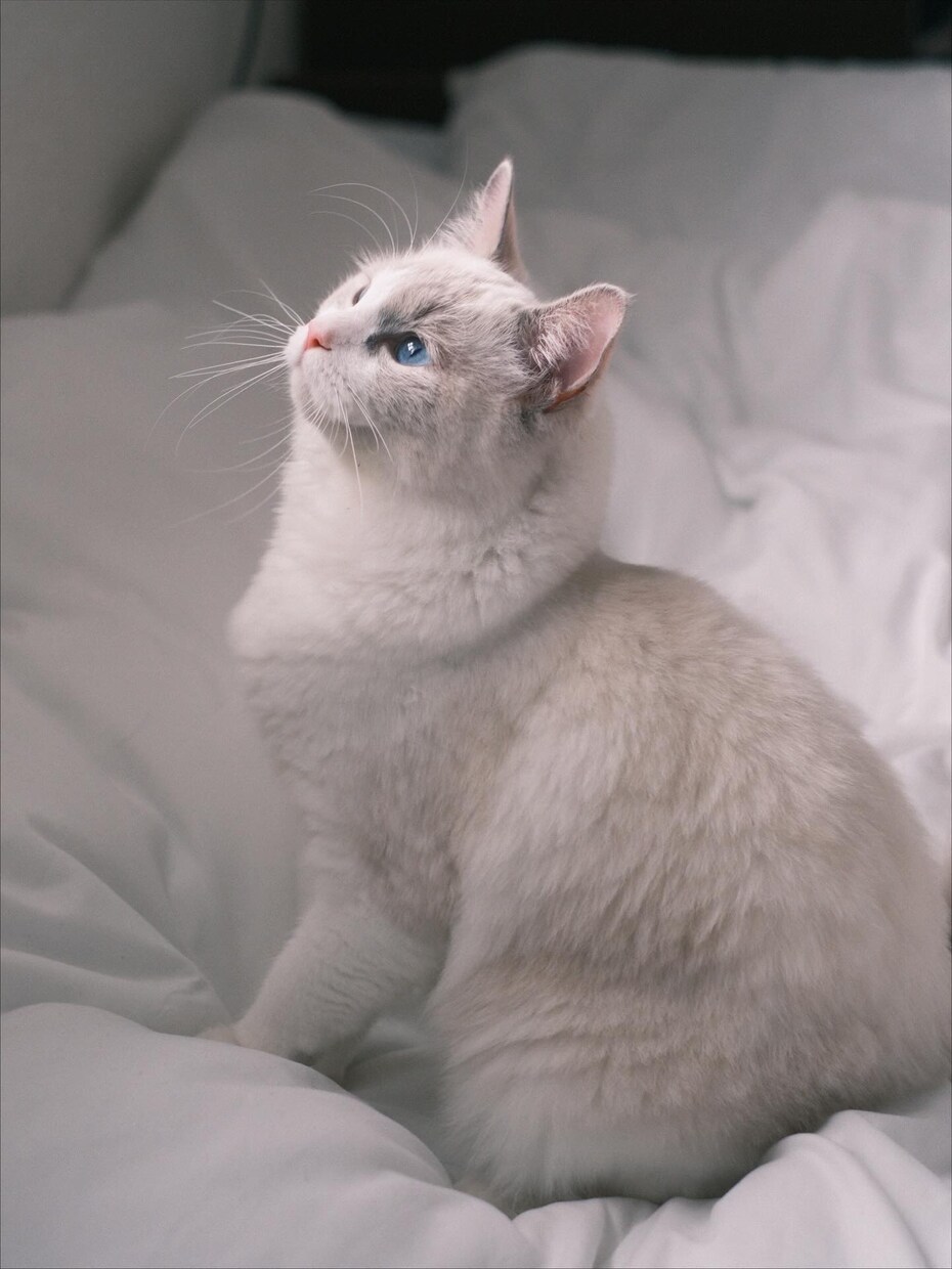 ペットの可愛い瞬間を出張撮影いたします 猫2匹と暮らすカメラマンがペットの記念撮影を行います！ イメージ5