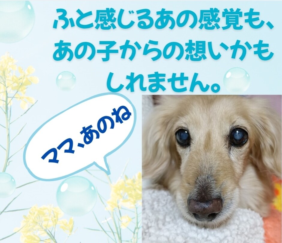 アニマルコミュニケーション/あの子の心の声伝えます あの子の想い、あなたへ伝えたいこと受け取ってみませんか？ イメージ2