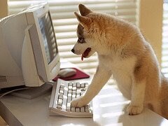 ベジタリアン犬を飼ってます。これから犬を飼おうと思っている人へのアドバイス  手作りご飯など。 イメージ3