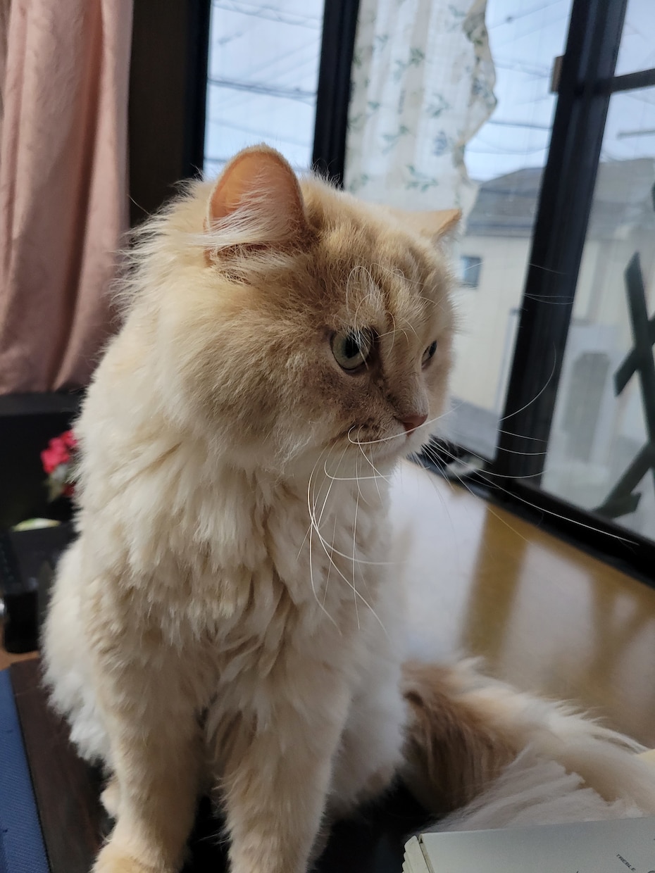 猫様のお話・愛猫さんのお悩み相談致します 猫に関しては詳しいです。愛猫さんのお悩み相談や雑談もOKです イメージ3