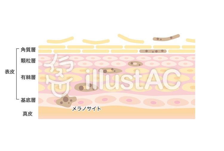 肌荒れ治療にベストな化粧品を肌画像から紹介します 大学の研究室であなたの肌画像を分析します！ イメージ1