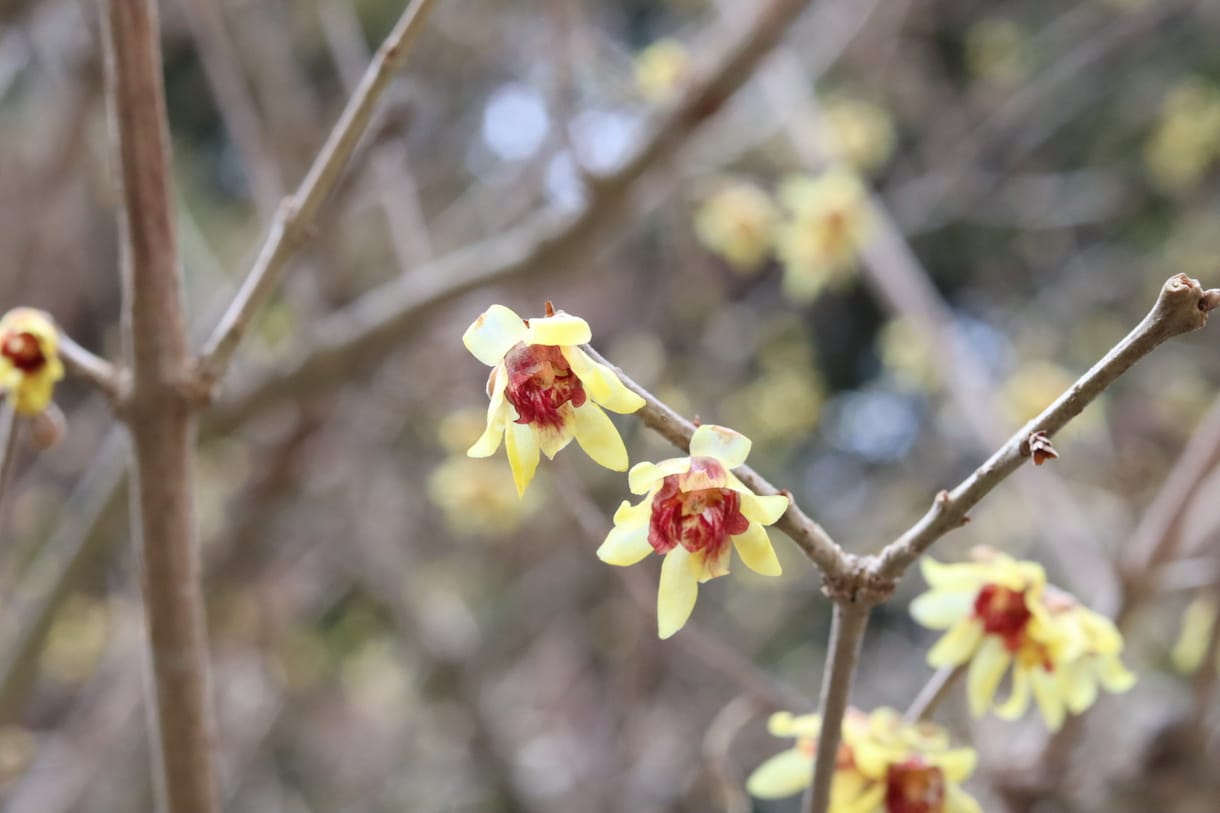 春の社寺仏閣内での桜や梅の撮影代行をします 春にしか撮れない風景をたくさん撮影します！ イメージ2