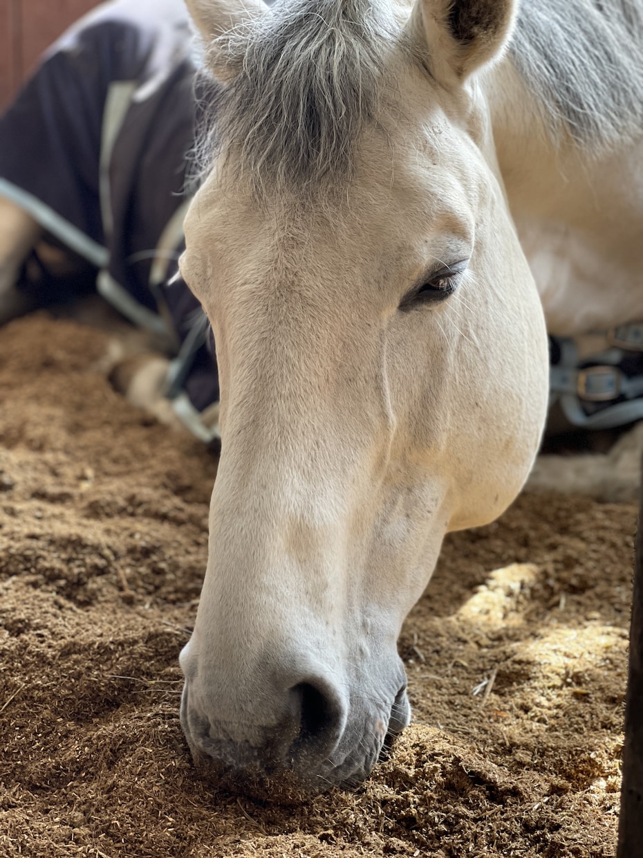 乗馬のお悩み解決致します 的確なアドバイスと驚きの解決策 イメージ1