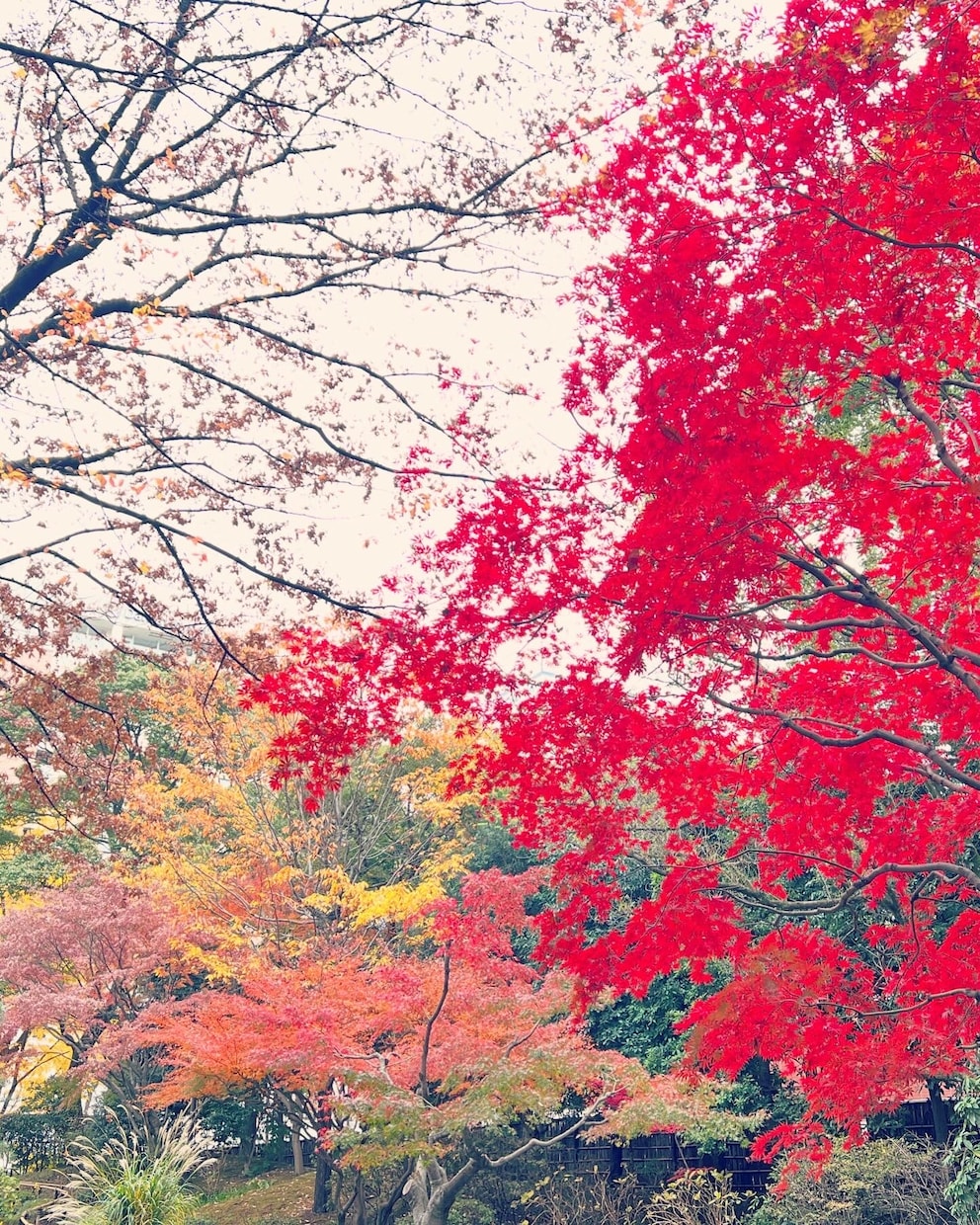 東京都内の写真を撮ってきます 東京都出来になる場所があれば現地調査としてでも写真を撮ります イメージ7