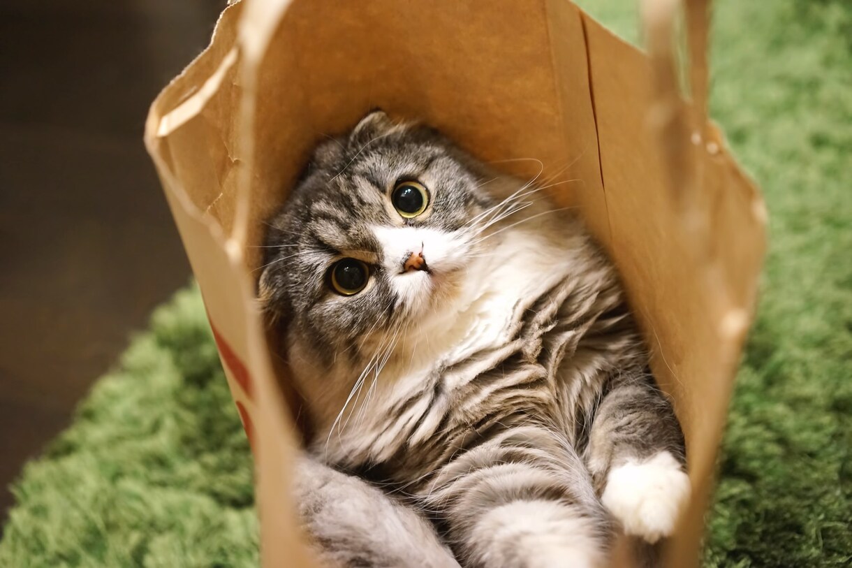 猫ちゃんに関する相談にのります 猫を飼いたい！という方、猫がするしぐさへの疑問や相談など イメージ4