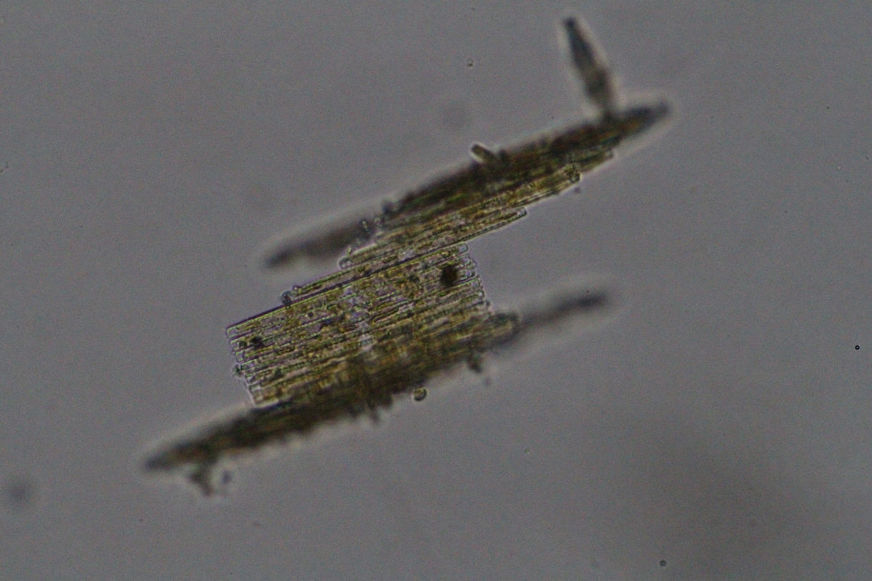 プランクトンの顕微鏡写真を提供します 元生物教師がミジンコやボルボックスの綺麗な写真を撮りました イメージ4