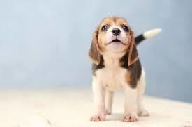 初めて犬を飼おうという方の相談にのります お金周り、誰から買うか、おすすめの犬種、育て方など イメージ3