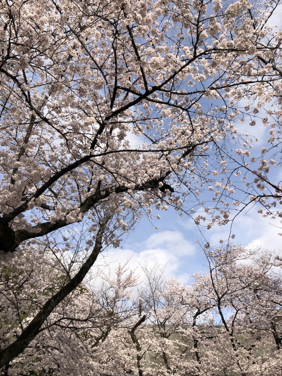 東京周辺のスナップ写真を撮影します スマホで撮影！普通の写真が必要な方へ イメージ2