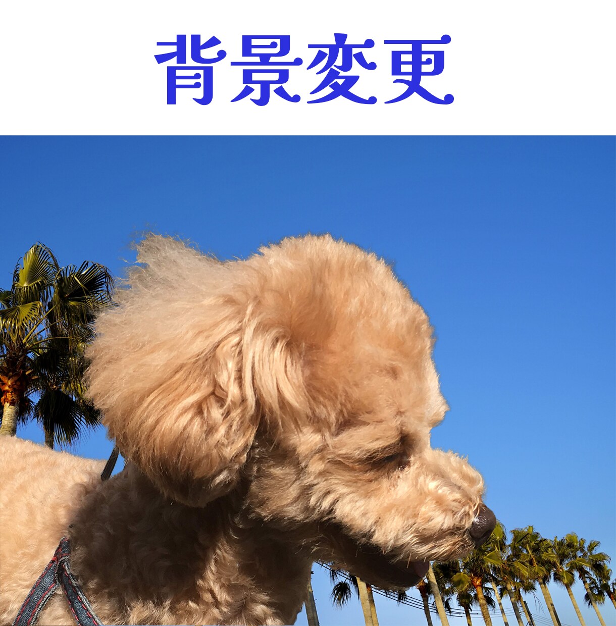 背景透明にします。写真の切り抜き、白抜きします 一枚一枚丁寧な対応を心がけます。 イメージ5