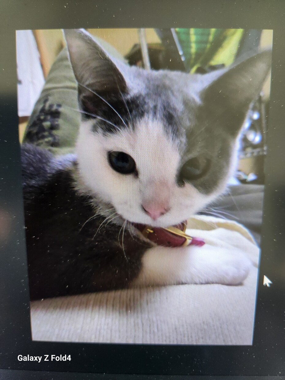 ワンチャン、ねこちゃんの性格を占います ペットの占いなんて今までなかった！ イメージ1
