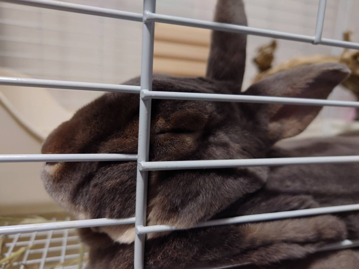 大事なペットのかわいい自慢聞きます 大好きな家族のお話しましょう！ イメージ4