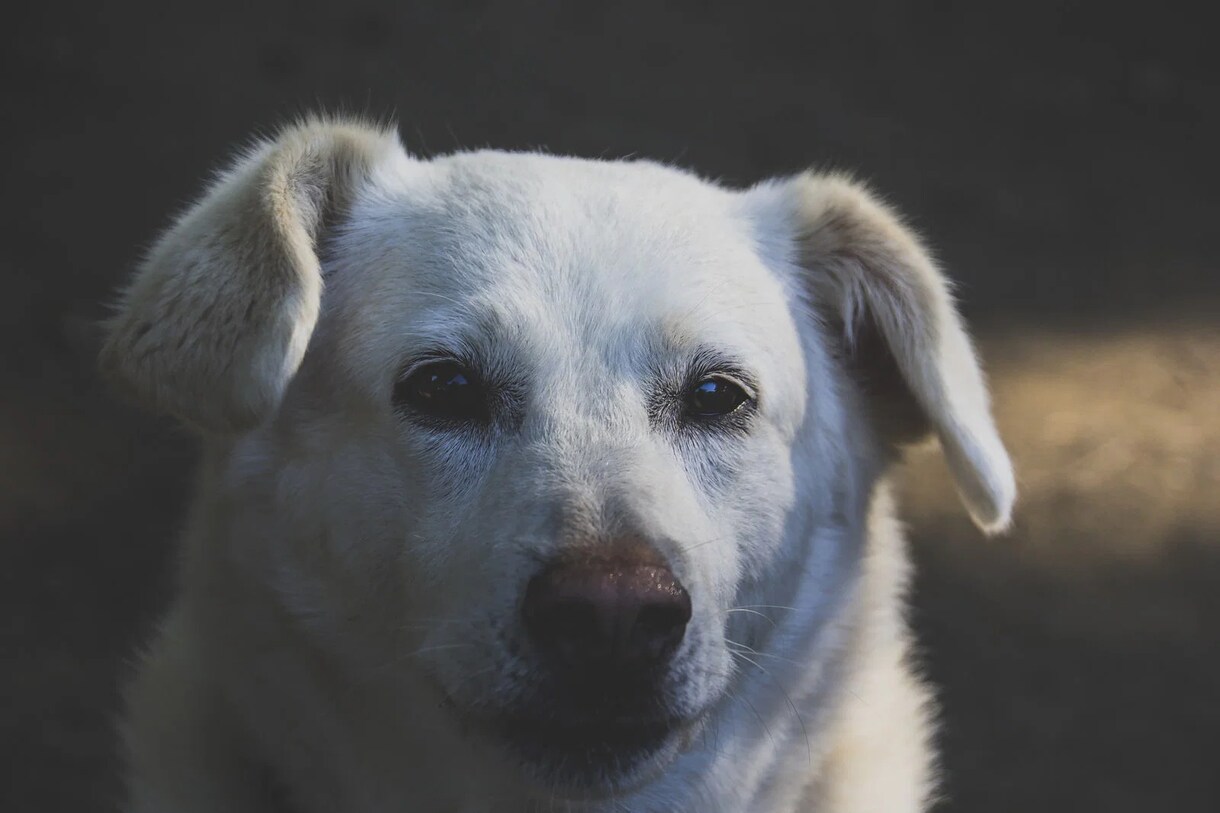 30年の霊視経験で【ペットの気持ち鑑定】を行います 犬猫の本音と行動の裏にある想い、虹の橋の子との繋がりも視ます イメージ6