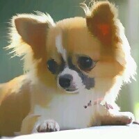 写真をもとにペットのイラスト描きます。 イメージ2