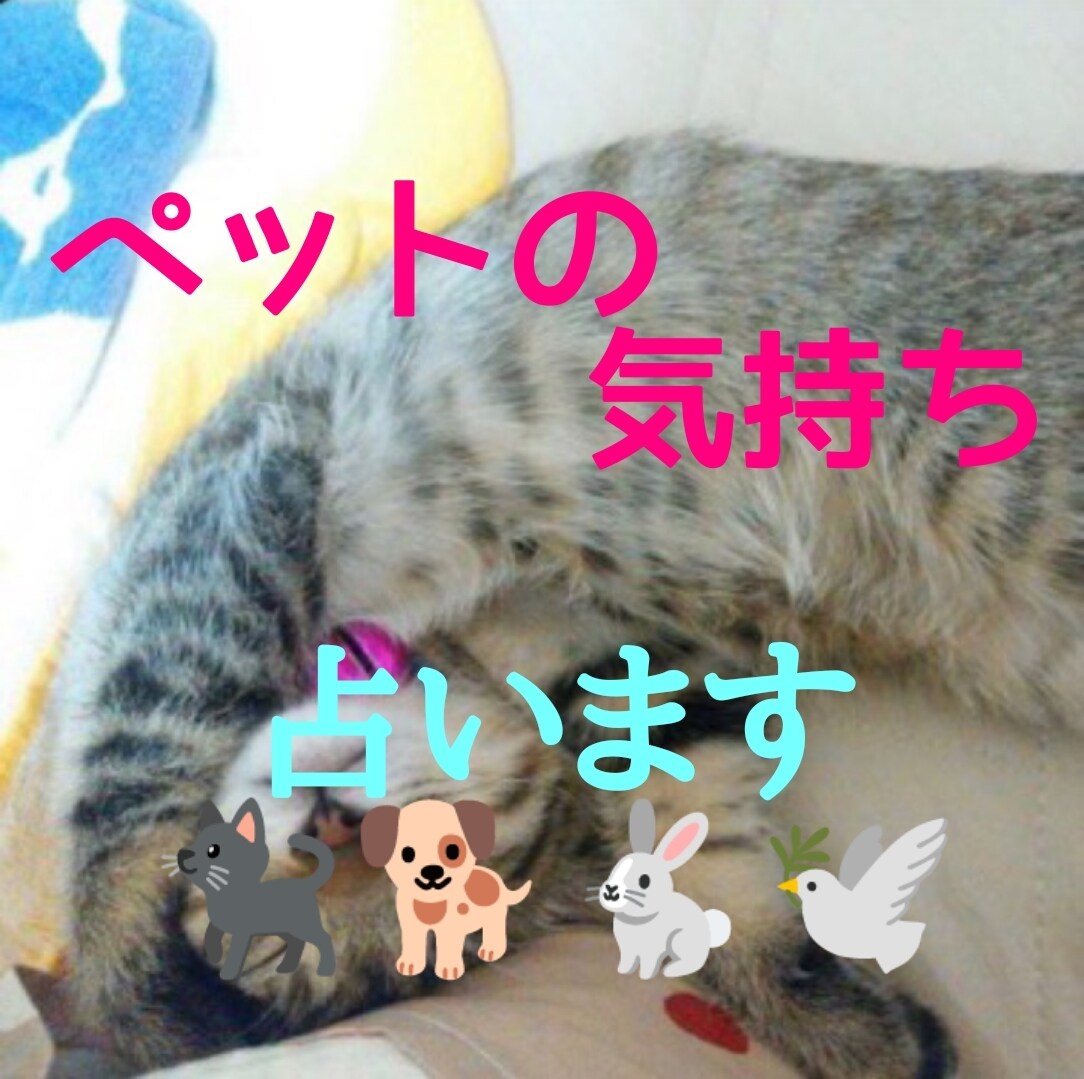ペットの気持ちを占います あなたの大切な家族であるペットの気持ちやメッセージ伝えます。 イメージ1