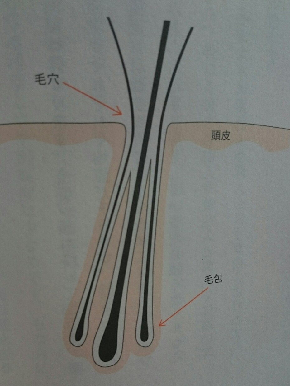 髪を習慣だけで全力で蘇らせます 髪は大切な体の一部です。髪の悩みを解消し充実した人生へ！ イメージ6