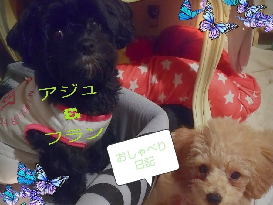 動物管理士が犬の相談雑談受付しています とにかく犬のお話楽しくしませんか？飼育歴30年 イメージ1