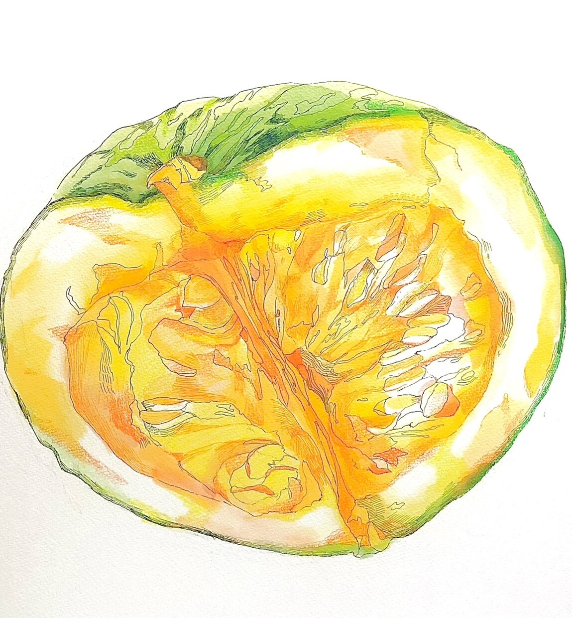 手描き・野菜イラスト描きます 水彩＋ペン画 / 清潔感のある細かな表現 イメージ1