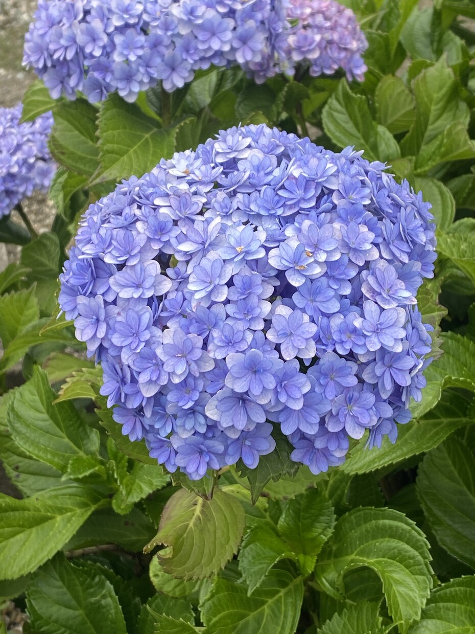 紫陽花の育て方でお悩みでしたら解決します 紫陽花、来年は今年以上に花を咲かせましょう。 イメージ9
