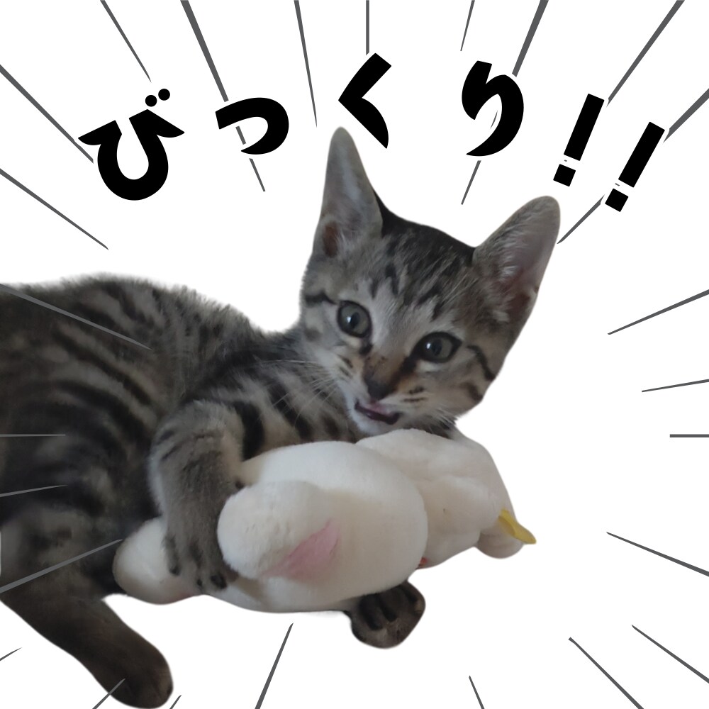 ペット写真からLINEスタンプ16個セット作ります ☆大切なペットをオリジナルLINEスタンプに イメージ9