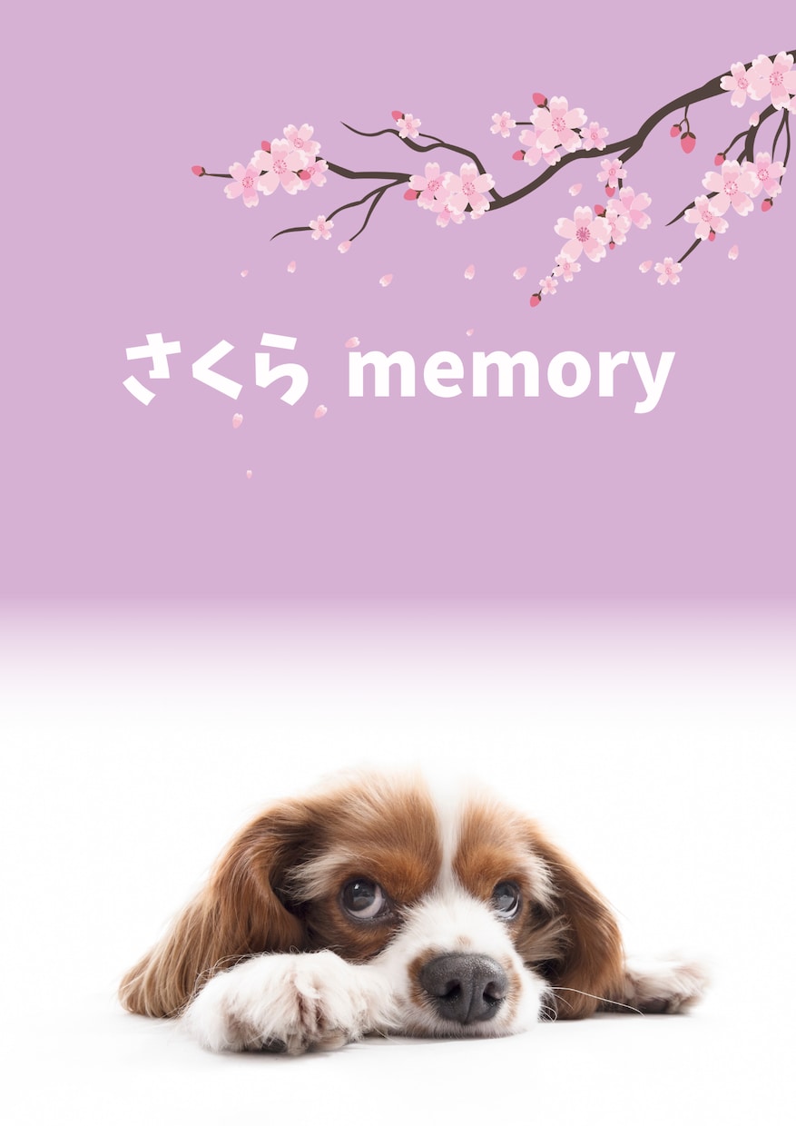 キャンバでアルバム（データでのお渡し）つくります 思い出を形にするお手伝いさせてください！ イメージ9