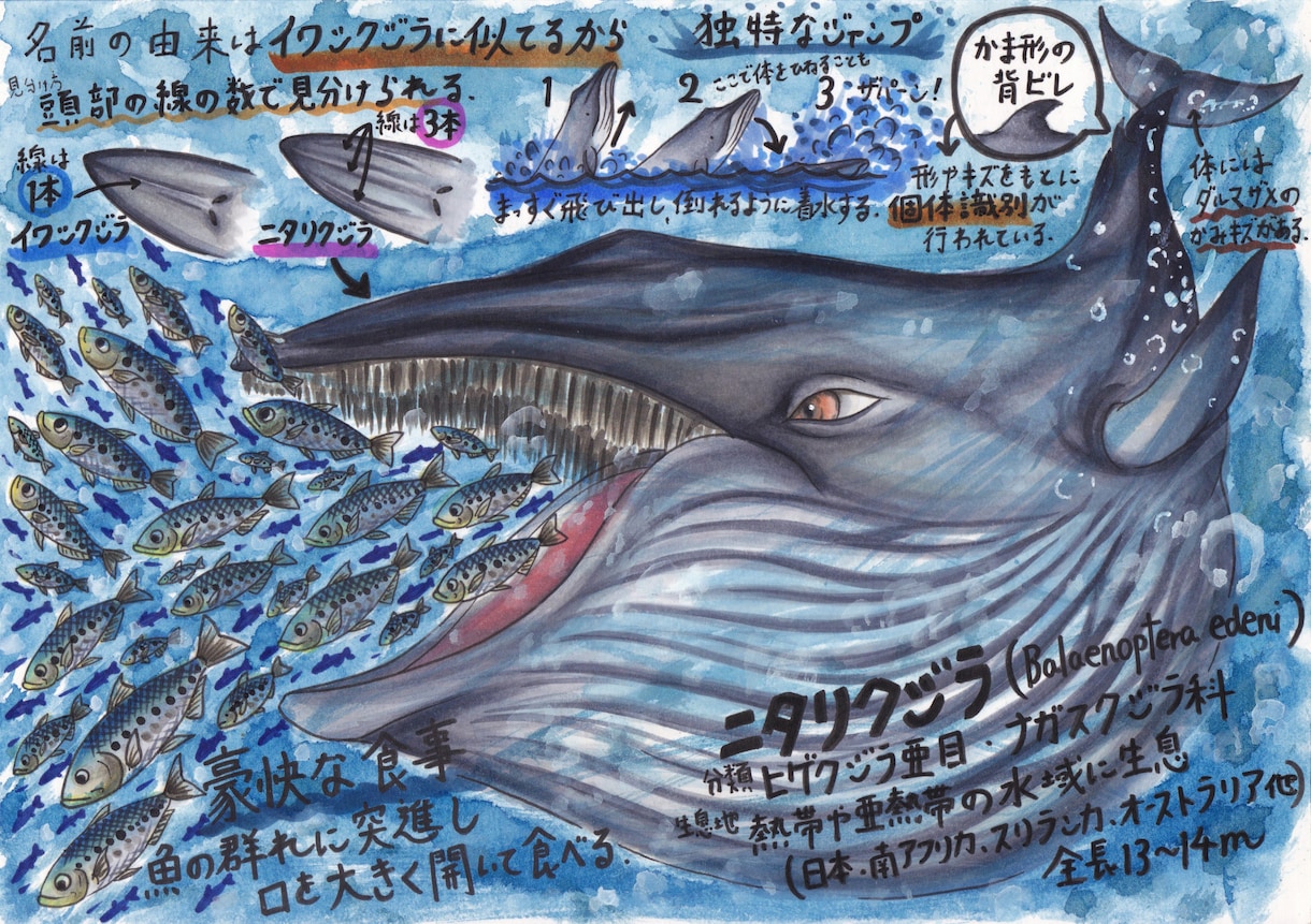 海洋生物のイラスト描きます 小さな魚から大きなクジラまで、種類色々お任せください！ イメージ1