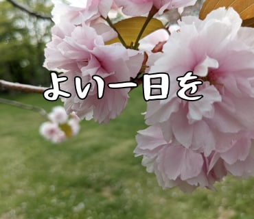 桜の写真LINEスタンプ作ります 文字変更OKやさしい桜スタンプ イメージ6
