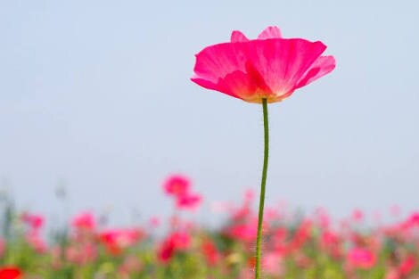 鬱、躁鬱、ADHD、アスペ他、緊急のお電話うけます 【ランキングNo.1カウンセラー連続獲得】 イメージ1