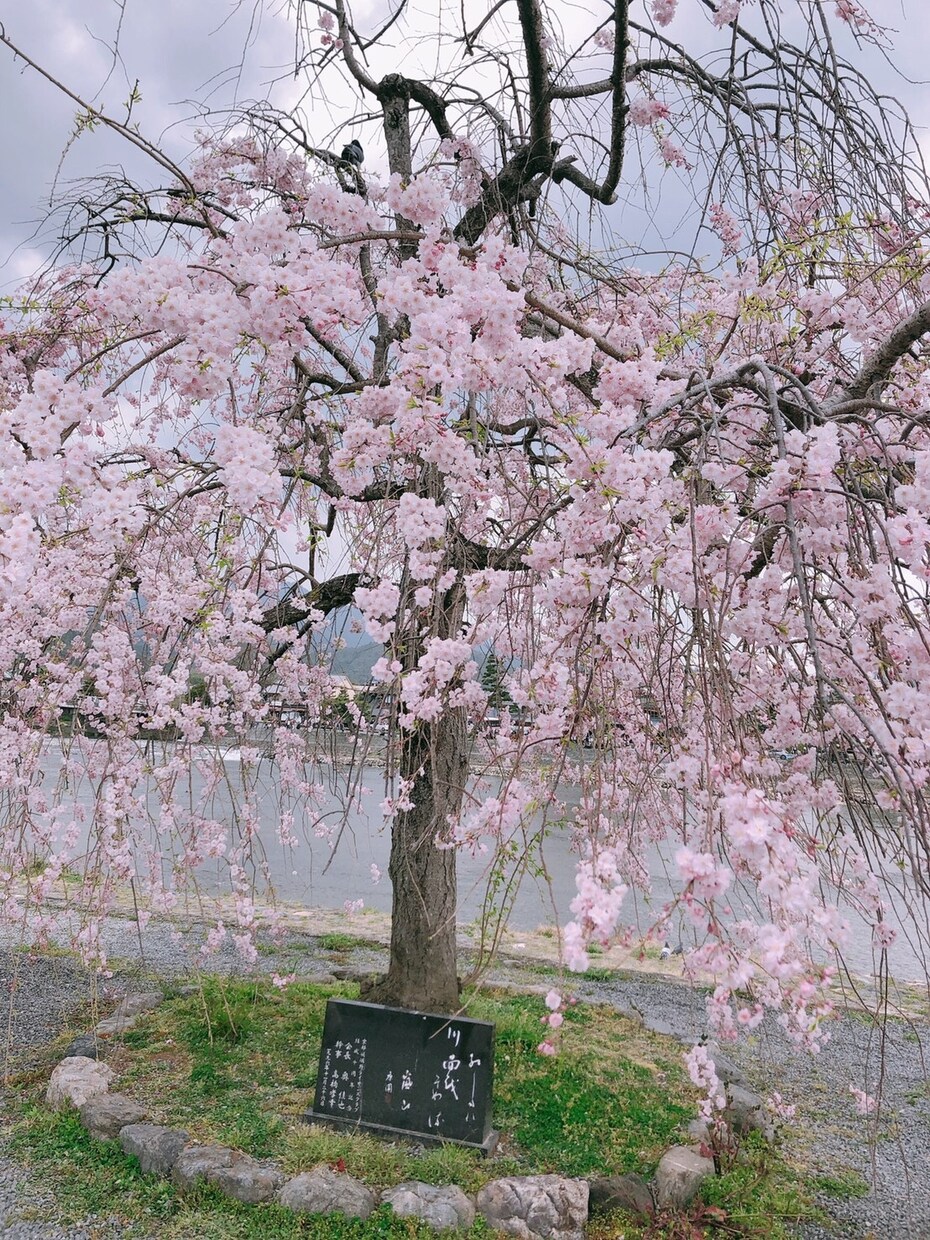 京都観光のプランニングを立てます 京都生まれ京都育ち京都大手旅館勤務♪京都のことならお任せ♪ イメージ1